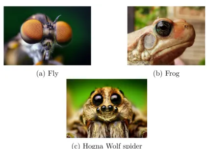 Figure 1: Photos of the eyes of diﬀerent species.