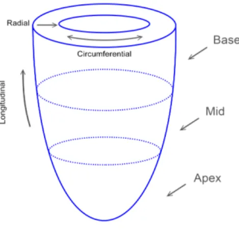 Figure 2.3: Longitudinal, radial and circumferential strain axes, and the basal, mid and apical regions of the heart.