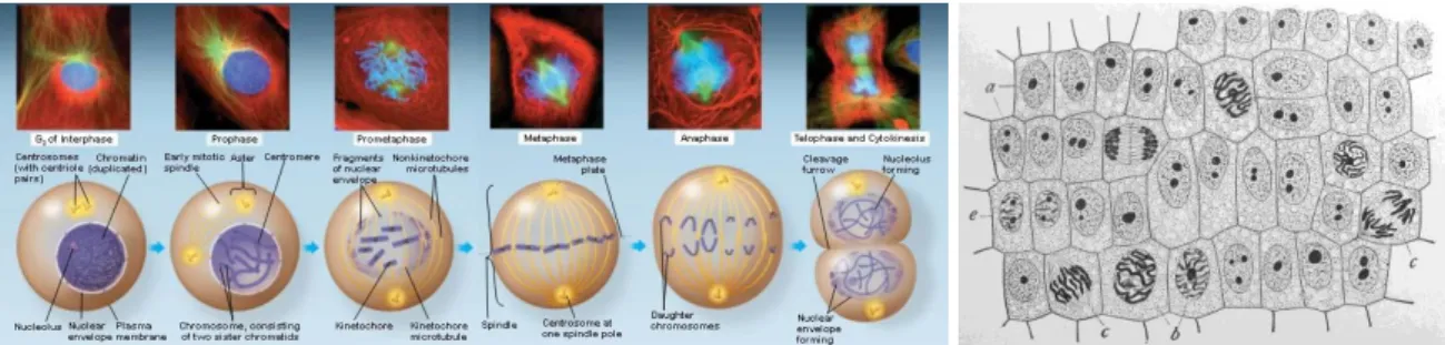 Figure 2-2 Cell division with highlight on chromosome duplication and separation (Pearson Education, Inc