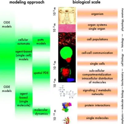 Figure 2-21 Representation of biological scales and their associated modeling techniques