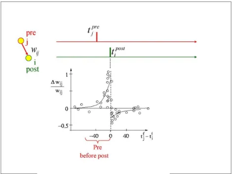 Figure 1.4: Synaptic changes as a function of the spike timing difference of a pre and a post-synaptic neurone ((Image from