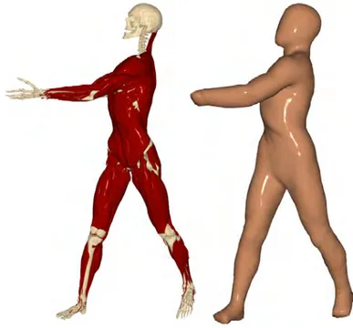 Figure 1.4: A physics-based anatomic template with volumetric muscles and fat tissue.
