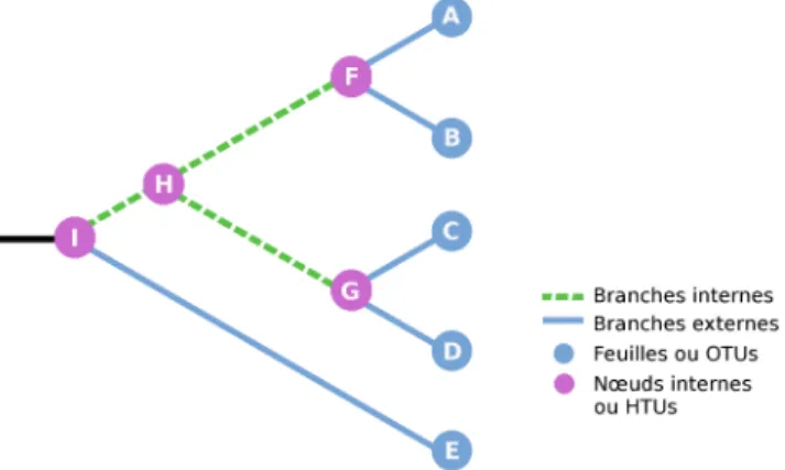 Figure 1.2 Un arbre phylog´ en´ etique permet de repr´ esenter les relations ´ evolutives entre les esp` eces ´
