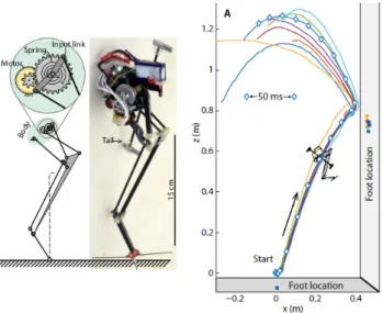 Figure 4.2: Robot presented by [ Haldane 2016 ], and trajectories obtained when jumping from the ground to a vertical wall.