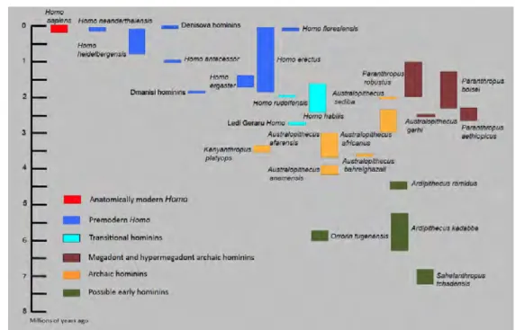 Figure 1.1 – Estimation des dates d’apparition et d’extinction des différentes espèces d’hominines selon les publications