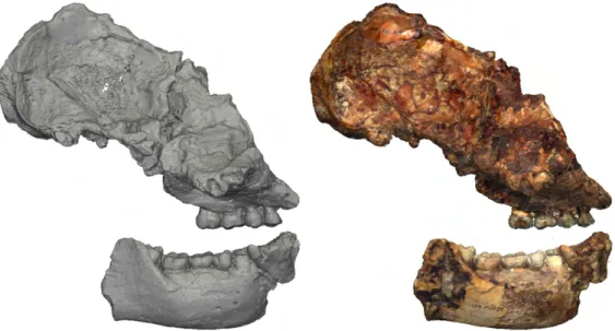 Figure 2.9 – Exemple de fossile (TM1517) numérisé par un micro-CT à gauche et par un scanner laser de surface à droite.