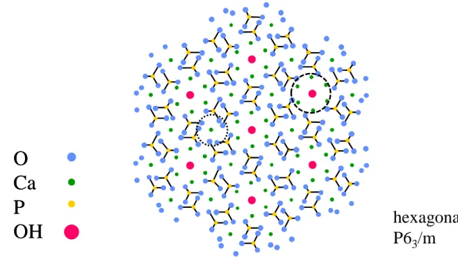 Figure I-1 Structure cristallographique de la maille d’hydroxyapatite représentée en  projection selon le plan (001)