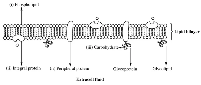 Figure 1.4. Illustration of a cell-membrane: (i) The phospholipids are arranged in a bilayer with 