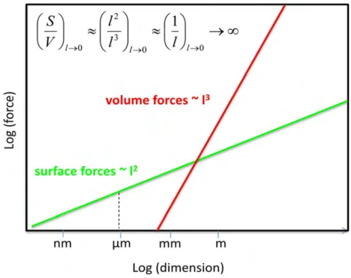 Figure 1.10. Scaling laws in down-scaling: the predominance of surface forces on volume forces
