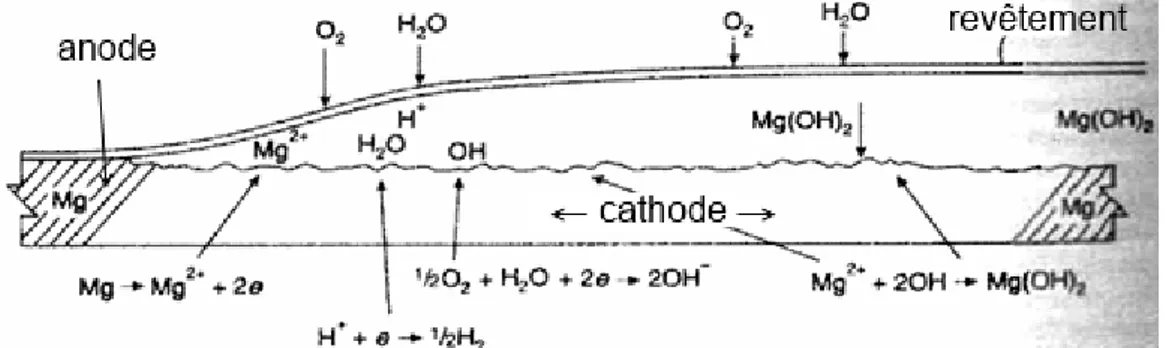 Figure 3. Représentation schématique d’une cellule de corrosion filiforme du magnésium [2]