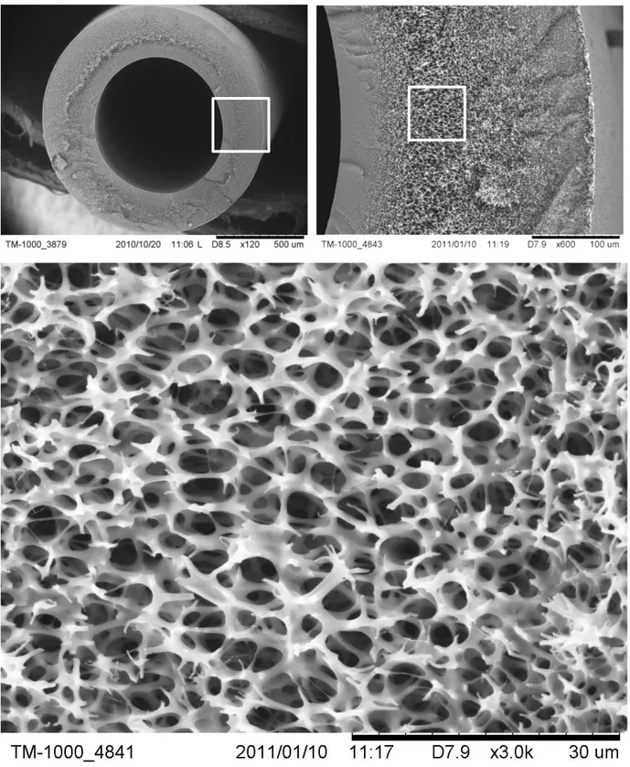 Figure  III.1  –  Images  SEM  de  la  section  cryo-fracturée  d’une  membrane  Hydranautics ®   neuve,  à  différents grossissements (x 120, x 600 et x 3 000) 