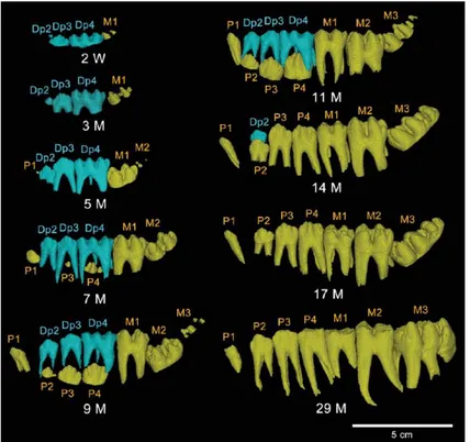 Figure 26. Micro-CT images montrant le changement de dentition depuis les dents déciduales (bleu) aux dents permanentes  (jaune)