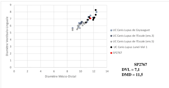 Figure 1.Comparaison selon le diamètre vestibulo-linguale et mésio-distal d'une canine de la structure SP2767 par rapport  aux loups déterminés par Boudadi-Maligne (2010) des sites archéologiques de Ceyssaguet, de l'Escale (ensemble 3 et 5) et  de Lunel-Viel 1