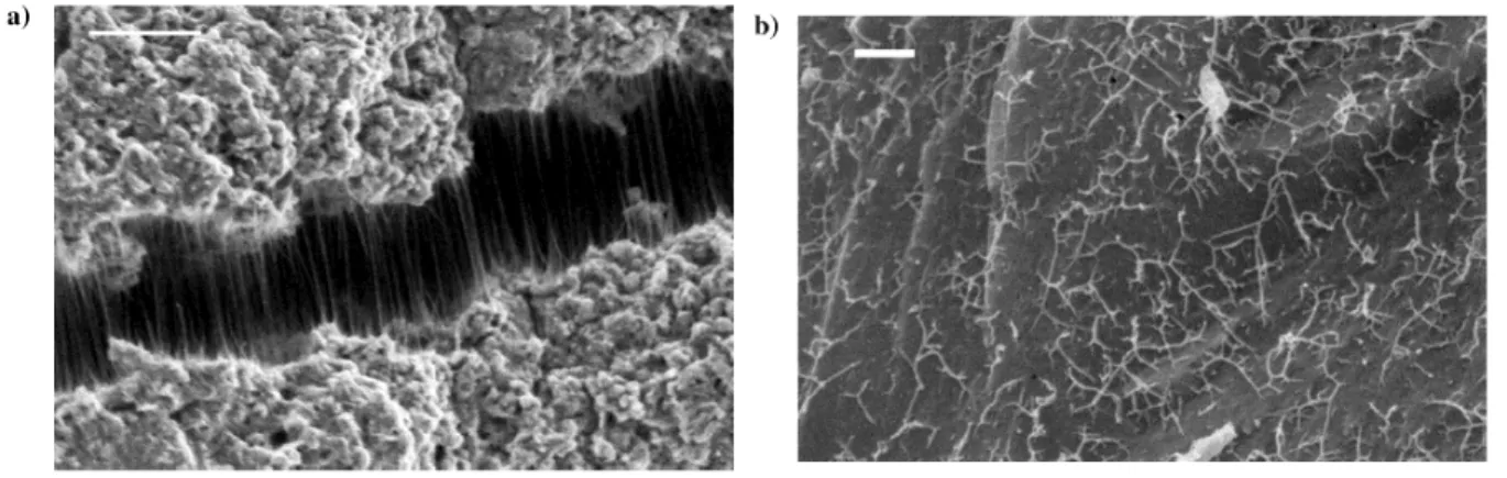 Figure 1-30:Clichés MEB d'un composite époxy-NTC avec a) le phénomène de "ponts" et b) le phénomène de  pull-out [93] 