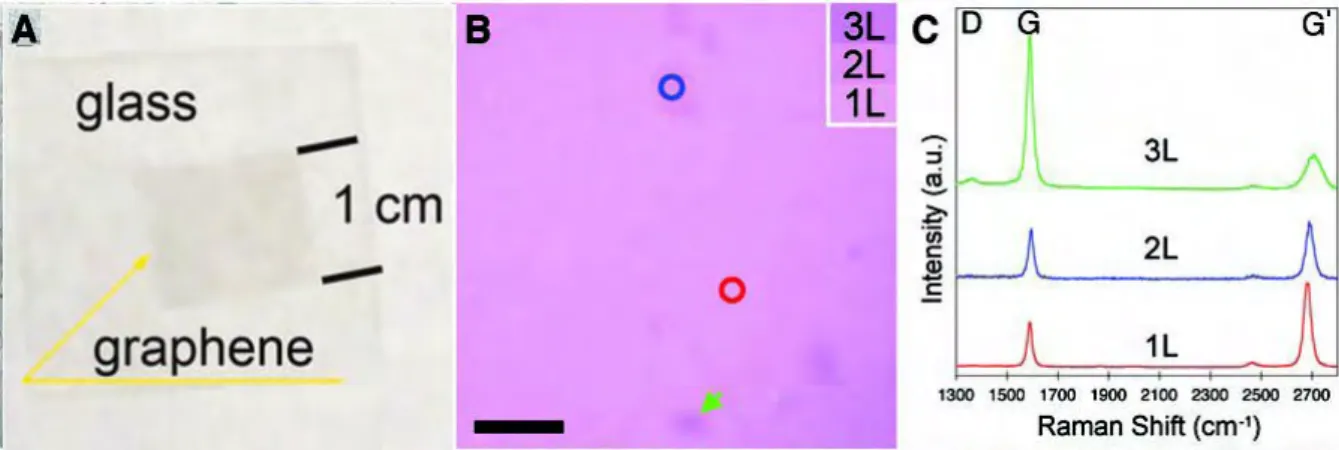 Figure 1.6. CVD graphene grown on copper foil and transferred on (a): a glass slide or (b): a Si/SiO 2  substrate