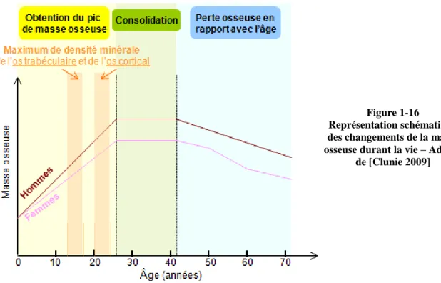 Figure 1-16   Représentation schématique  des changements de la masse  osseuse durant la vie – Adapté 
