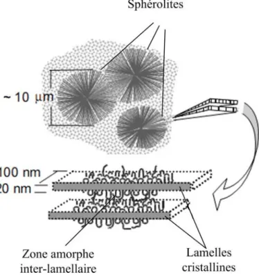 Figure 1-3. Morphologie du PE montrant des sphérolites composés de rubans cristallins – amorphes  [JON 05]   