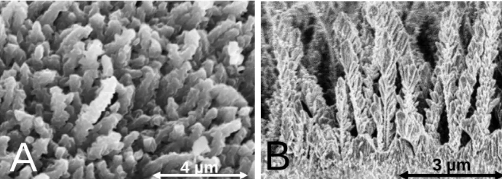 Figure 35. Observation MEB de nanofils d’Al/CuO – A : vue de dessus. B: vue en coupe  