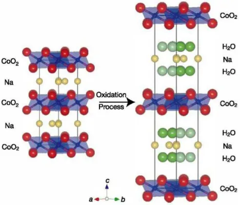 Fig. 1.7  Passage d'une structure Na x CoO 2 à la structure hydratée Na 0.35 CoO 2 − 1.3H 2 O