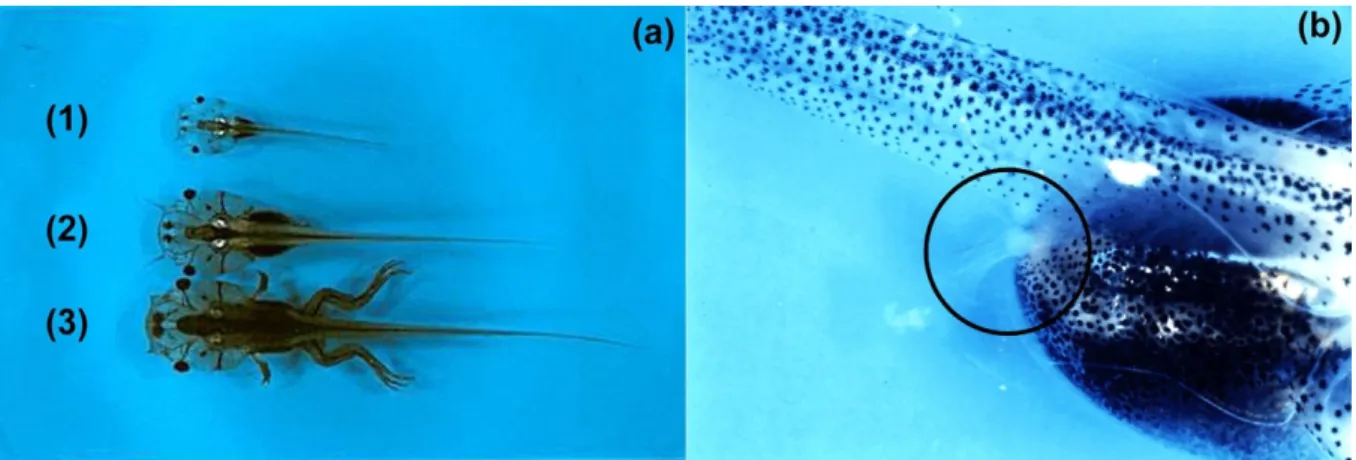 Figure  II.8 :  (a)  Photographie  en  vue  dorsale  de  larves  de  xénope  (1)  au  stade  50,  (2)  au  stade 54 et (3) en début de métamorphose – (b) Détail du membre postérieur d’une larve au  stade 50