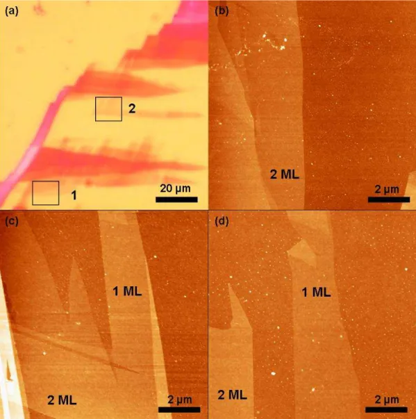 Figure  3.12:  (a)  Optical  image  of  FLG  film  on  265  nm  thick  oxide  surface  indicating  colour  contrast  variation with graphene thickness; (b) and (c) are AFM images of the areas marked 1 and 2, respectively,  in (a)