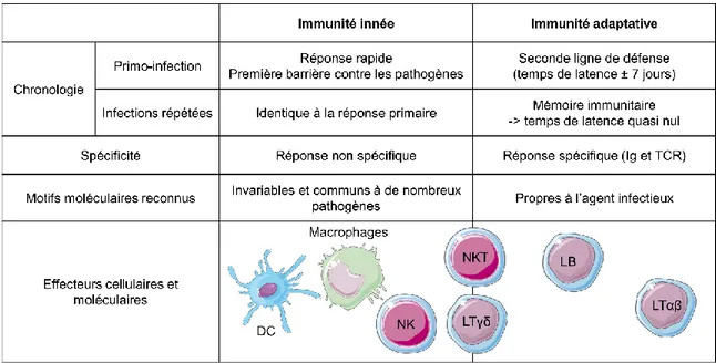 Tableau 1 : Principales caractéristiques des réponses immunitaires innées et adaptatives