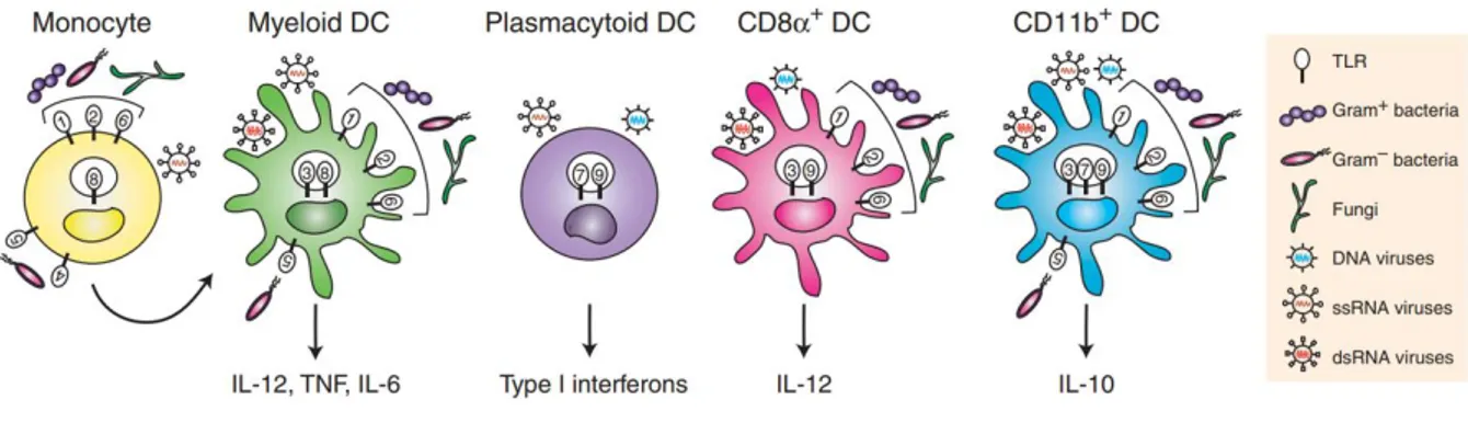 Figure 2 : Principales DC humaines reconnaissant différents TLRs.  3