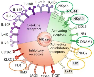 Figure 4 : Les récepteurs exprimés par les cellules NK (Adapté de  7 ). 