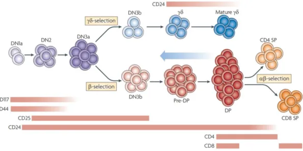 Figure 6 : Stades de développement des LT γδ et LT αβ.  54