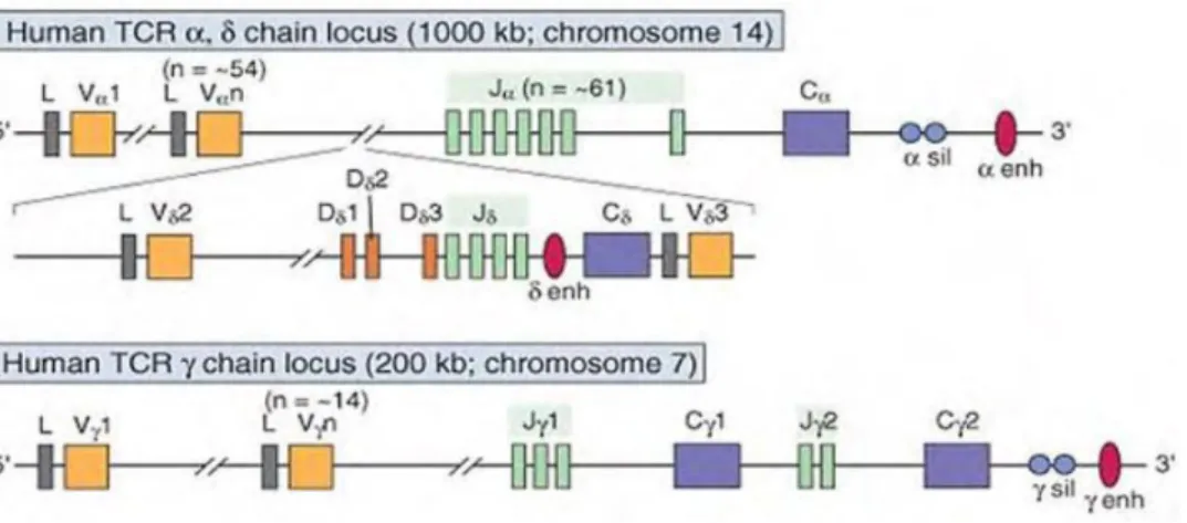 Figure 8 : Organisation des loci des gènes du TCR αβ et γδ humain.  60