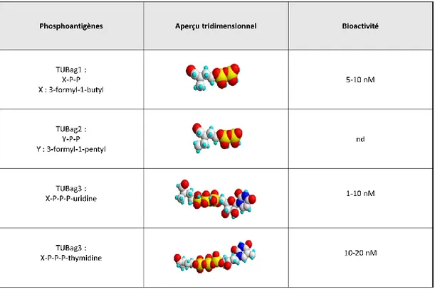 Tableau 2 : Structures des antigènes TUBag (adapté de  131 , P en jaune, O en rouge,  C en blanc, N en bleu foncé, H en cyan)