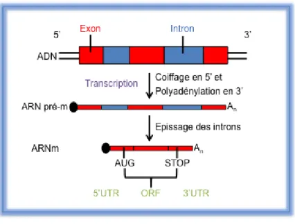 Figure  2  Les  différentes  étapes  de  la  maturation  des  ARNm  chez  les  eucaryotes