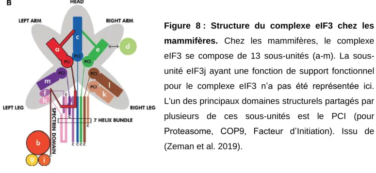Figure  8 :  Structure  du  complexe  eIF3  chez  les  mammifères.  Chez  les  mammifères,  le  complexe 