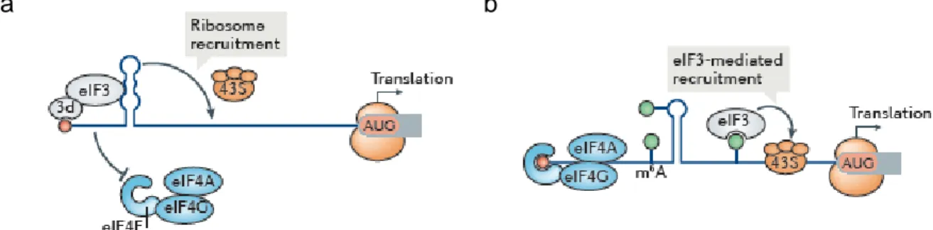 Figure  10 :  Éléments  et  structures  d'ARN  régulateurs  agissant  en  cis  dans  les  5’UTR  eucaryotes influençant la traduction des ARNm eIF3-dépendante