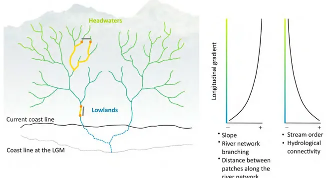 Figure  1.  Different features of hydrological connectivity across the longitudinal gradient of  schematized  river  networks