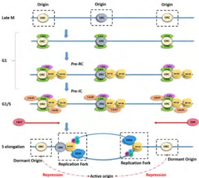 Figure 1. Scheme describing origin licensing and firing. In late mitosis (M), the origin recognition  complex (ORC) binds to origins, thus determining where replication forks might initiate, and for the  subsequent recruitment of cell division cycle 6 (Cdc