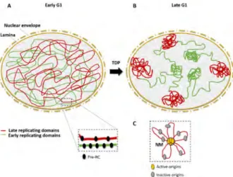 Figure 2. Spatial organization of origins and replication timing. (A) In the early G1 phase, Pre-RCs 