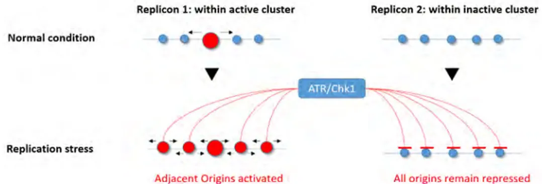 Figure 3.  Ataxia telangiectasia Rad3-related (ATR)/checkpoint kinase 1 (Chk1) involvement in the 