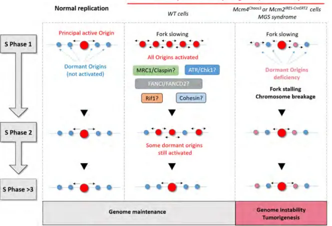 Figure 4. Summary diagram showing the importance of dormant origin activation in response to 