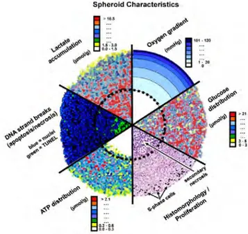 Figure  5  :  Caractéristiques  biochimiques  du  sphéroïde,  modèle  3D  de  tumeur.  Combinaison  d’images 