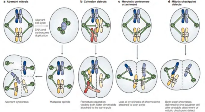 Figure 5 : Origines de l’aneuploïdie.   (Kops et al., 2005) 