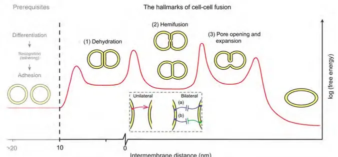 Figure 10 : Les grandes étapes de la fusion cellule-cellule.  (Hernández &amp; Podbilewicz, 2017) 