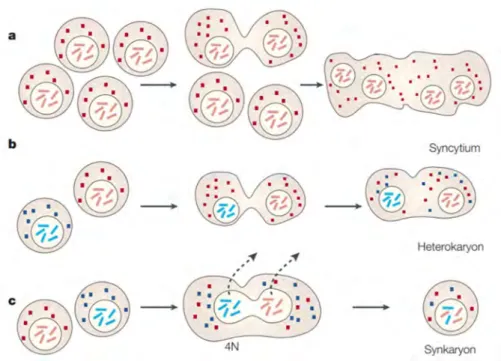 Figure 11 : Cellules hybrides résultant de la fusion cellulaire. 