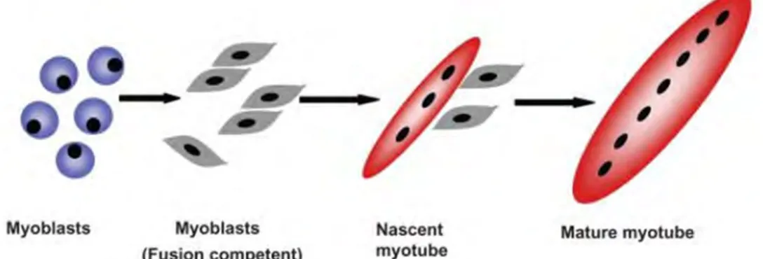 Figure 13 : Fusion des myoblastes.  (Pavlath, 2010) 