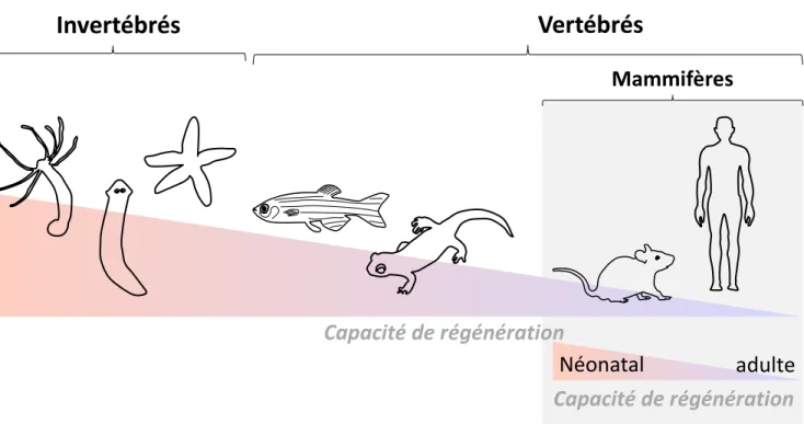 Figure 1. Espèces capables de régénérer : des invertébrés aux vertébrés.