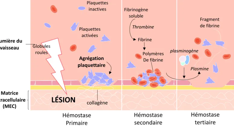 Figure 5. Schéma illustrant les processus d’hémostase post lésionnelle.