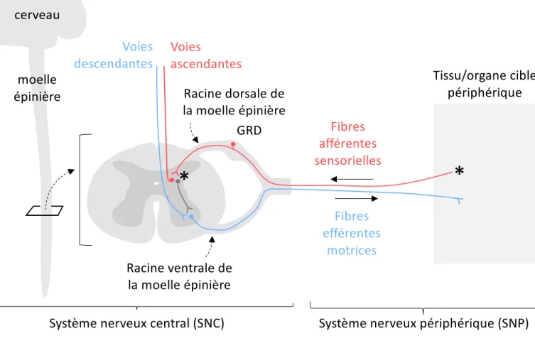 Figure 9. Organisation du système nerveux.