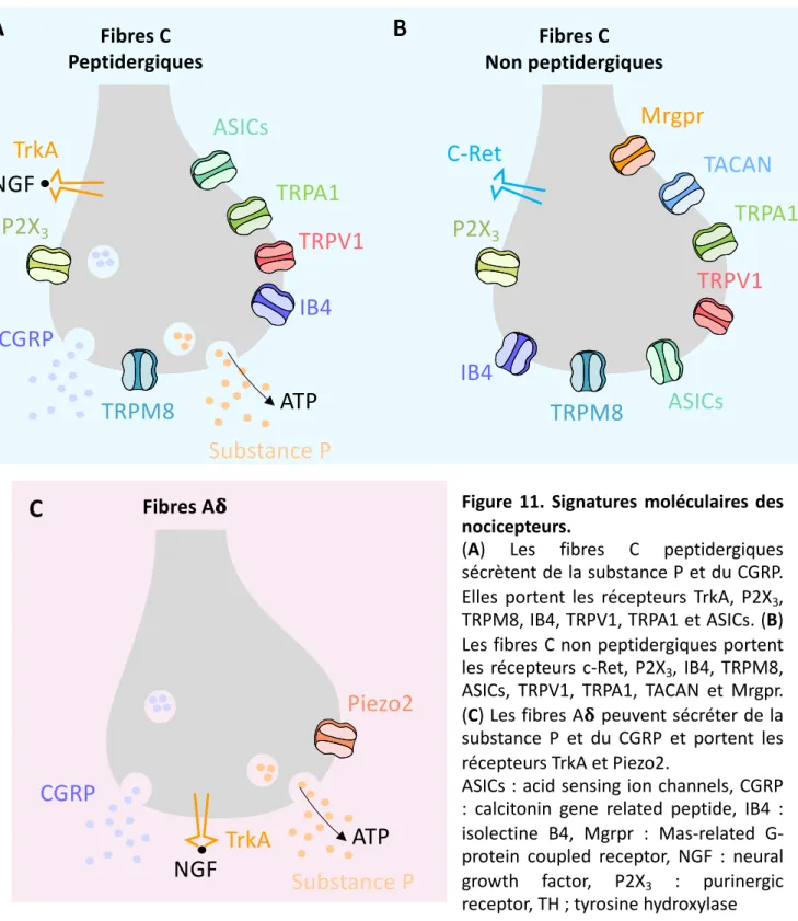 Figure 11. Signatures moléculaires des nocicepteurs.