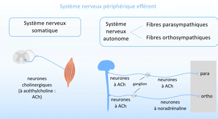 Figure 12. Système nerveux périphérique efférent.