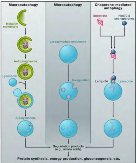 Figure 8: Different Types of Autophagy. Taken from (Mizushima &amp; Komatsu, 2011). 